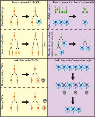 Causes of microcephaly in human—theoretical considerations